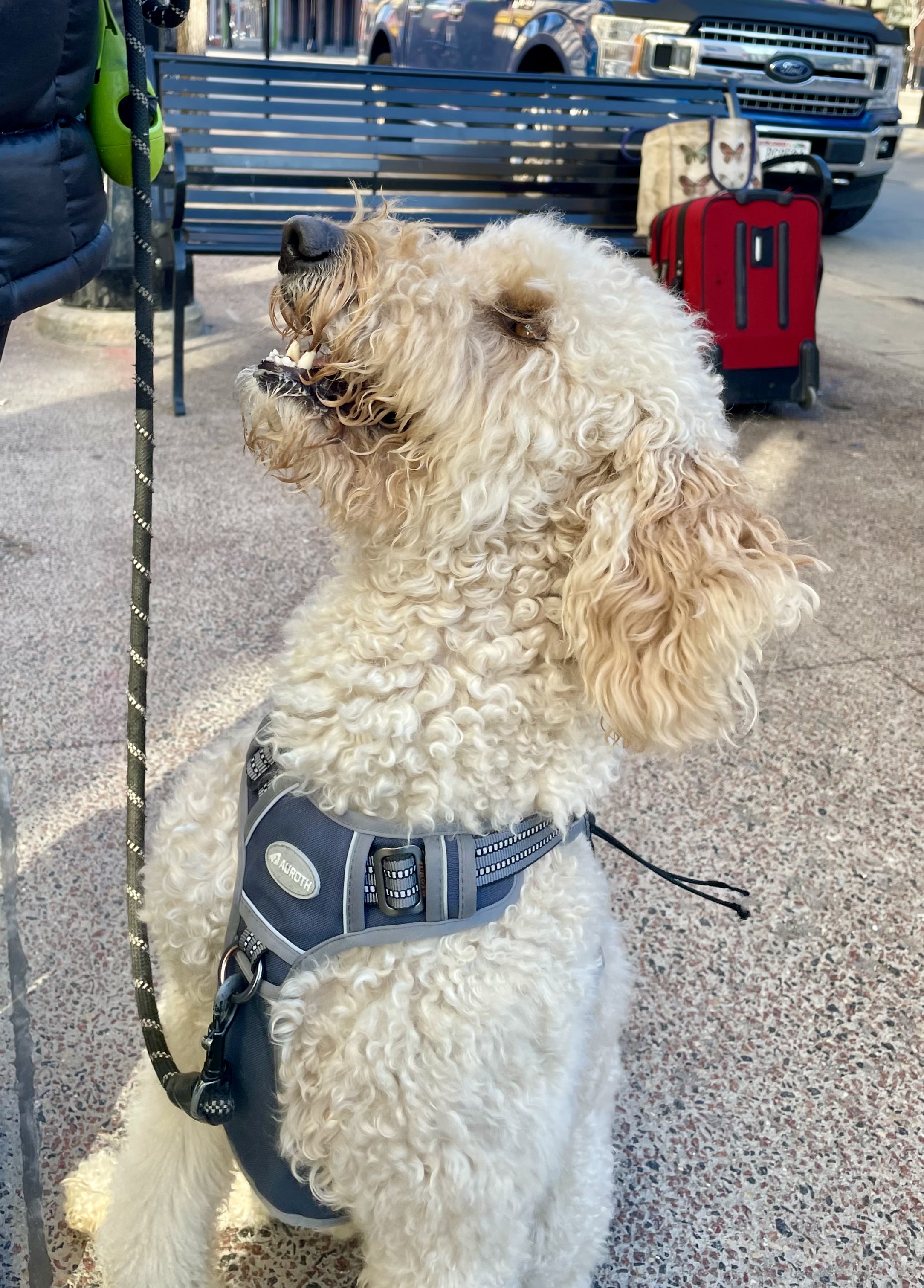 Animal photograph from field notes